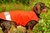 Hundemantel wendbar aus bayerischem Gebirgsloden