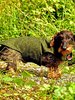 Hundemantel wendbar aus bayerischem Gebirgsloden